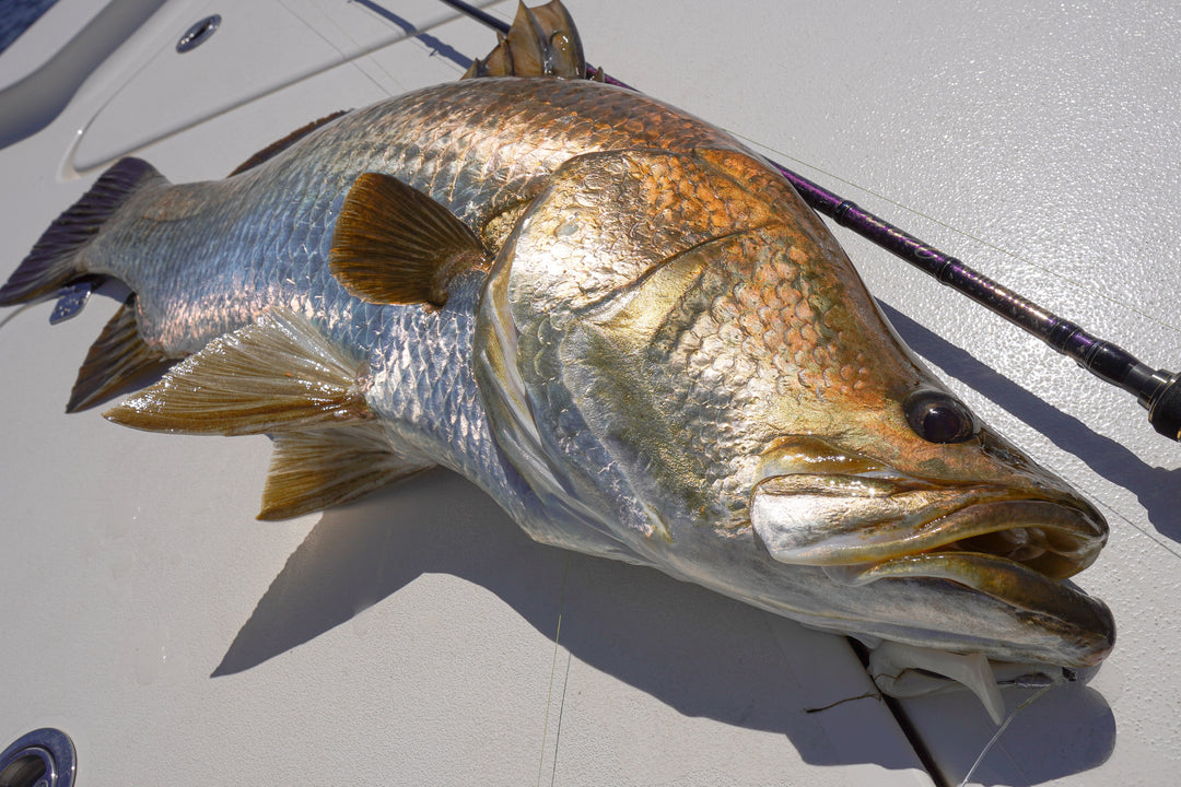 Barramundi laying on boat deck next to a Fishlogica Icon rod - ideal rods for Australian Barra